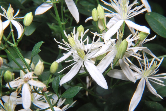 Clematis flammula